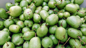 Atkinidia ostrolistna Jumbo Mini Kiwi