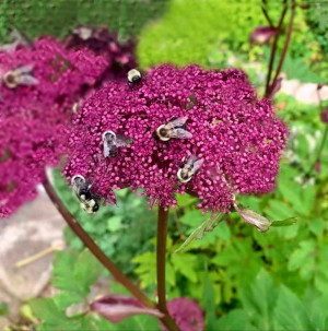 Arcydzięgiel olbrzymi Angelica gigas