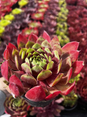 Rojnik Anak Krakatau Sempervivum