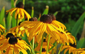 Rudbekia