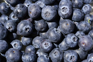 Borówka amerykańska BLUECROP - NAJPOPULARNIEJSZA ODMIANA