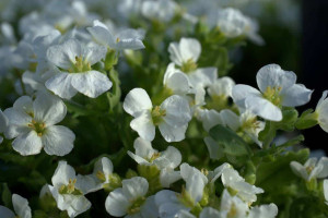 Gęsiówka Little Treasure White