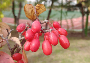 Cytryniec chiński 50-60cm c2 (Schisandra chinensis)