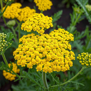 Krwawnik Sassy Summer Lemon