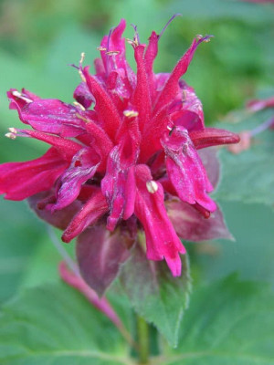Pysznogłówka 'Balmy Rose'
