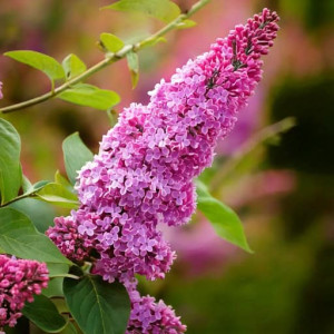 Budleja Dawida Pink Delight