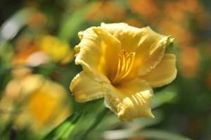 Liliowiec Stella de Oro (Hemerocallis)C2