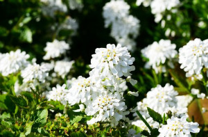 Ubiorek wiecznie zielony 'Alexander's White'