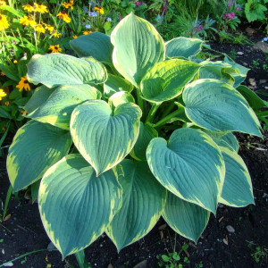 Funkia Hosta Shadowland® Wu La La PBR