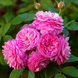 Róża pnąca 'Perennial Rosali'
