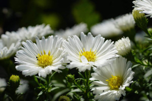 Aster alpejski Albus