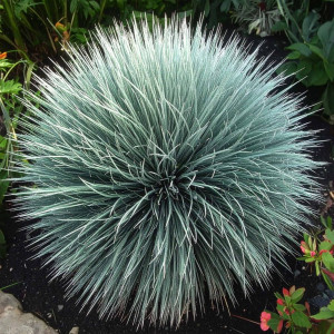 Szczotlicha siwa Spiky Blue