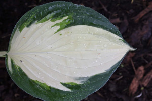 Funkia Pandora's box (Hosta) - Biały środek zielone liścia