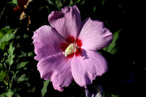 Ketmia syryjska hibiskus Woodbridge - Różowa z czerwonym środkiem