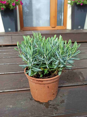 Modrzewnica pospolita