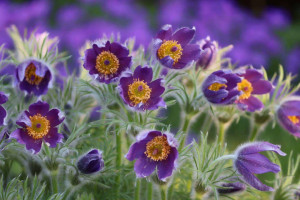 Sasanka Zwyczajna Violet Bells - Fioletowa piękna bylina