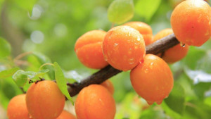 Morela EARLY ORANGE - Wczesna i chrupka