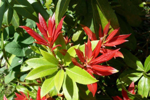 Pieris japoński Forest Flame C4