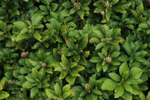 Runianka japońska Green Carpet - ZADARNIAJĄCA ROŚLINA DO CIENIA