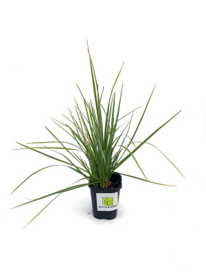 Sesleria skalna (Heufleriana) - Zielone liście