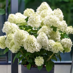 Hortensja Bukietowa Whitelight