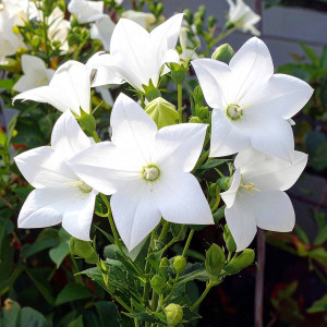 Rozwar wielkokwiatowy 'Fuji White'