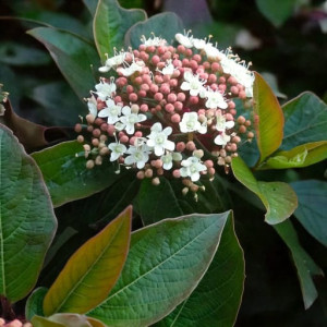 Kalina wawrzynowata Purpureum