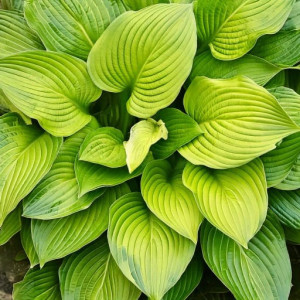 Hosta Hosta hybrid Age of Gold