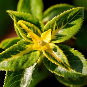 Trzmielina Fortune'a Sunspot