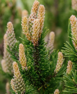 Sosna wydmowa - Pinus contorta 'Spaan's Dwarf' szczepiona