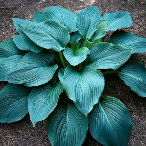 Hosta Hosta hybrid Blue Angel
