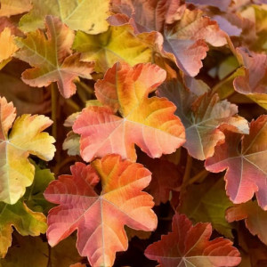 Żurawka Heuchera Kassandra