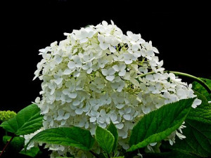 Hortensja bukietowa Living Little Passion