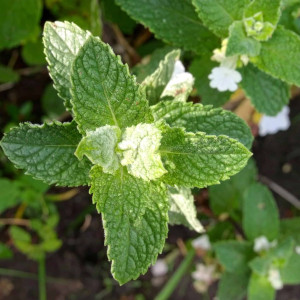 Mięta Variegata