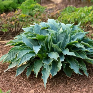 Hosta Hosta hybrid Waterslide
