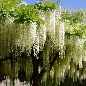 Wisteria Glicynia Alba