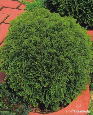 Tuja zachodnia Danica C5