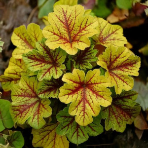 Żurawka Heuchera Electra