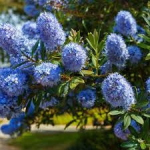 Prusznik pół płożący Blue Diamond