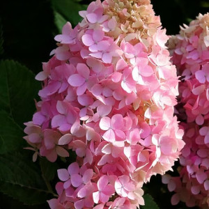 Hortensja bukietowa 'Mega Pearl'