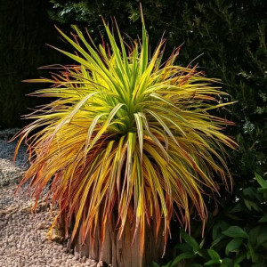 Hakonechloa Mulled Wine