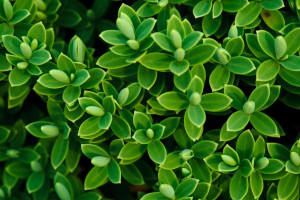 Hebe Shrubby Veronica