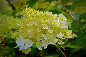Hortensja bukietowa LITTLE FRAISE