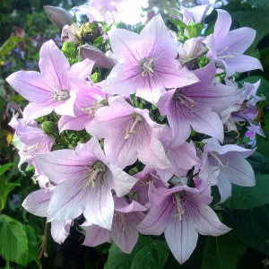 Rozwar wielkokwiatowy 'Fuji Pink'