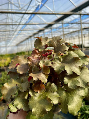 Żurawka Heuchera Rockies Amber
