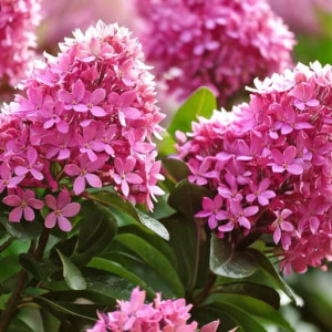 Twardziczka Pink Elle