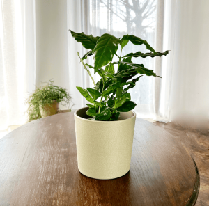 Aukuba Japońska Variegata Aucuba japonica