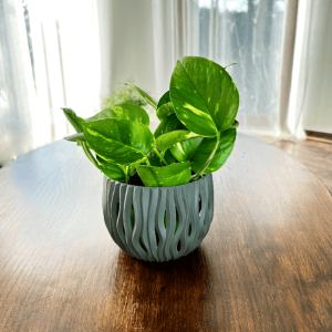 Epipremnum złociste Golden Pothos Neon