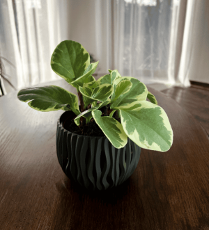 Peperomia tępolistna Variegata (Peperomia obtusifolia)