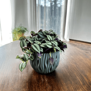 Pasiatka zwisła/ Trzykrotka zebra (Tradescantia zebrina)